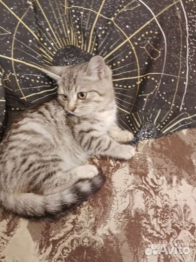Котенок очень ище дом
