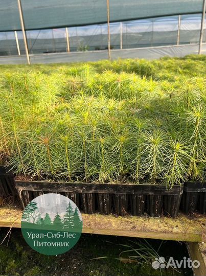 Сеянцы зкс Сосна Ель Лиственница окс Голуб Горн