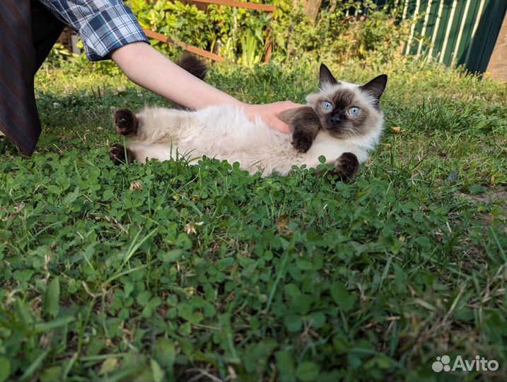 Кошка молодая в добрые руки