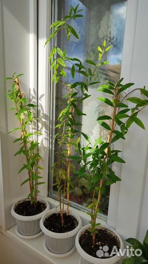 Гранатовое дерево