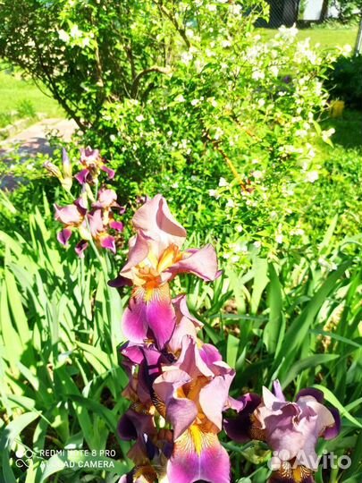 Ирисы бородатые Бразье