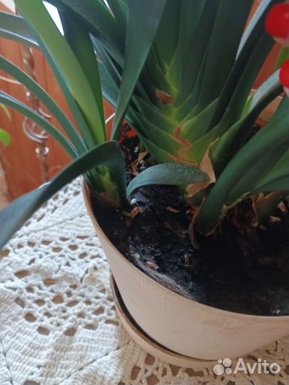 Кливия красная