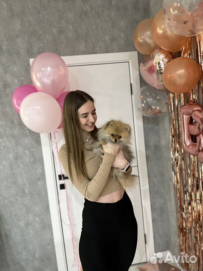 Передержка маленьких собак щенков