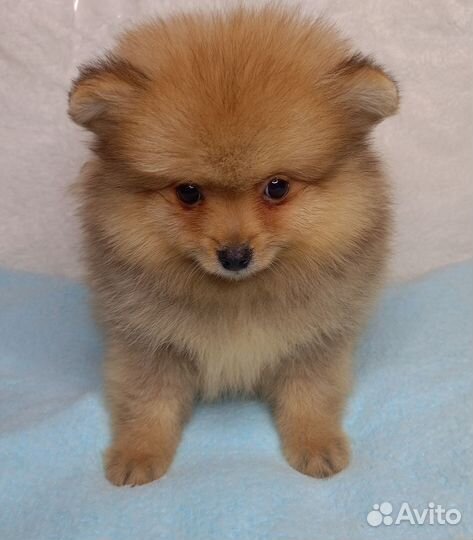 Мальчик шпица с документами