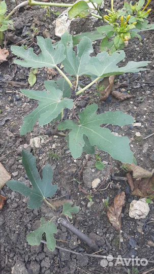 Саженцы смородины, инжира