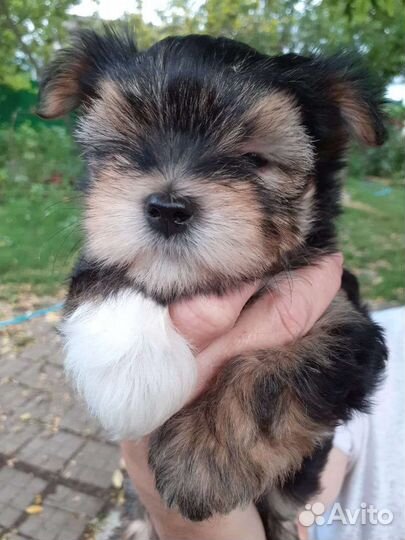 Йорк мальчик