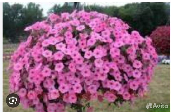 Вегетативная петуния Виста бабл гам