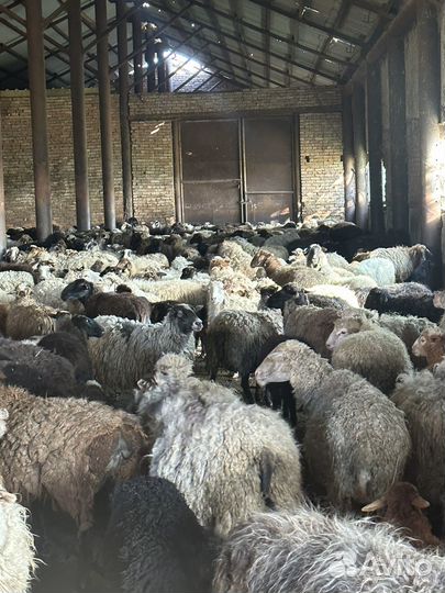 Овцы и барашки