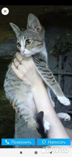 Котенок