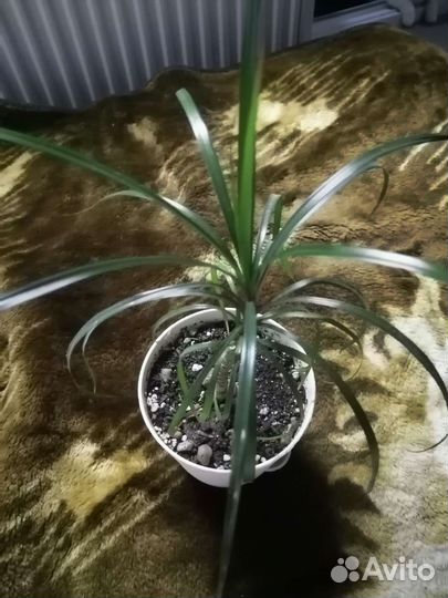 Пальма драцена