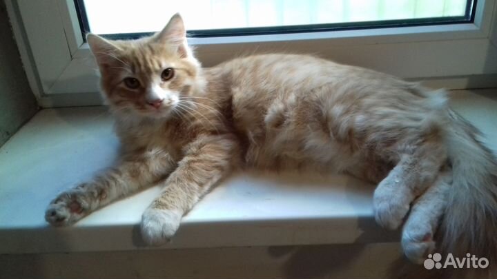 Милые и чудные котики вам в дом