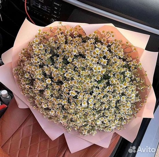 Цветы ромашки