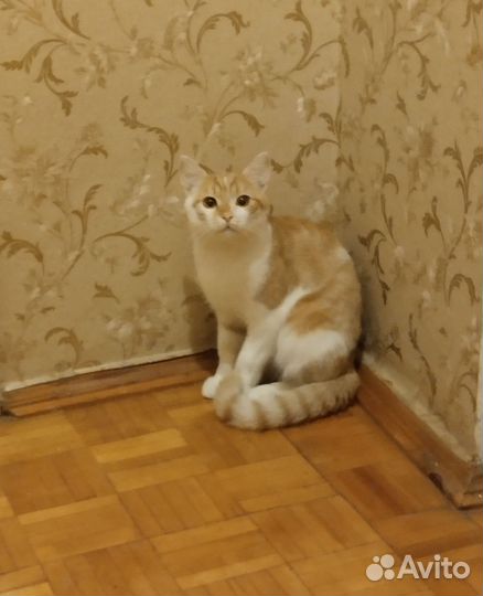 Отдам рыжего милаху на зимнюю передержку