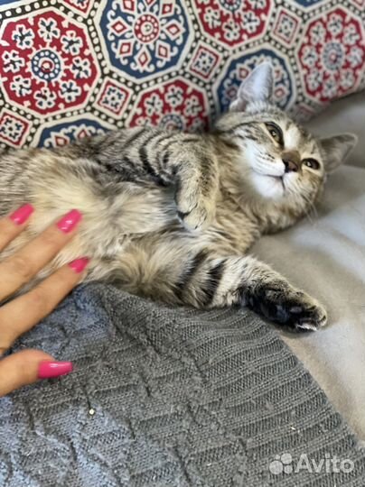 Котенок Кисточка в добрые руки