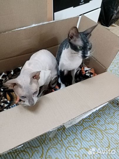 Котята сфинкс