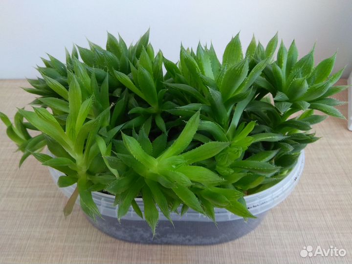 Хавортия Купера