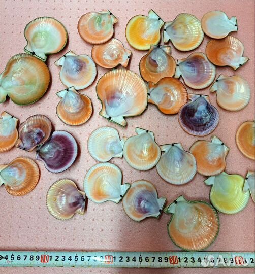 Ракушки гребешка морские раковины