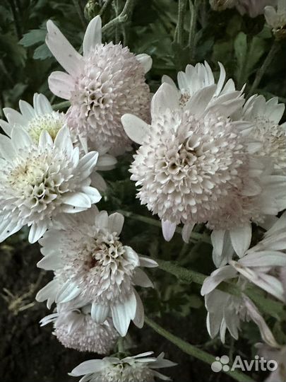 Хризантема