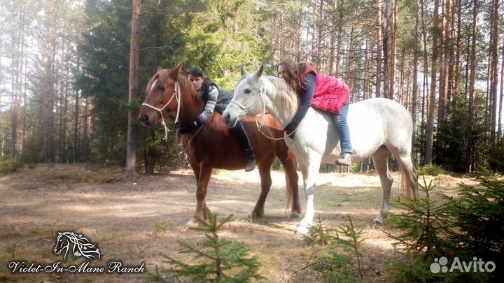 Дополнительный набор в частный конный клуб