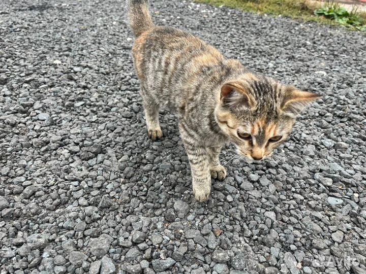 Кошка в дар бесплатно