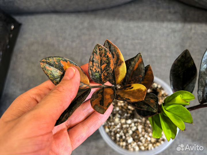 Замиокулькас вариегатный Блэк Оранж Сильвер