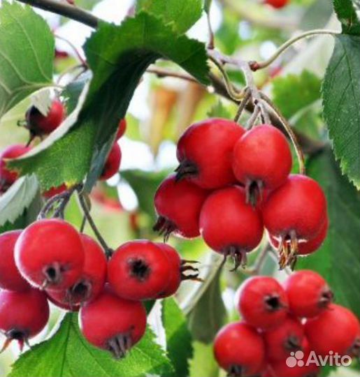 Саженцы однолетних растений:Годжи, боярышник