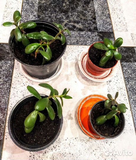 Толстянка денежное дерево