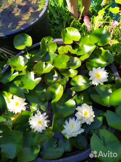 Нимфеи кувшинки