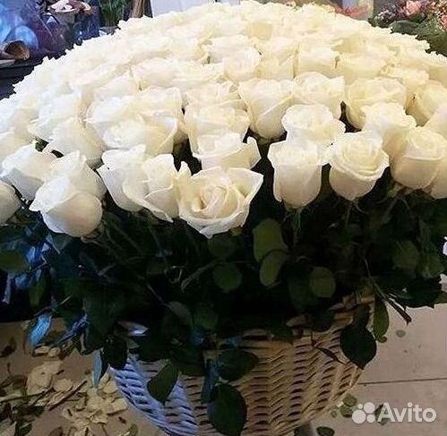 101 роза цветы букеты доставка 25 51 101 роза