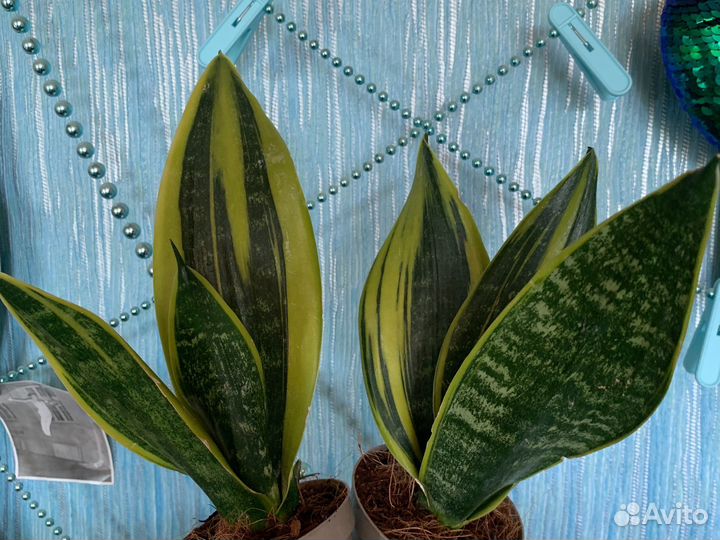 Сансевиерия сортовая