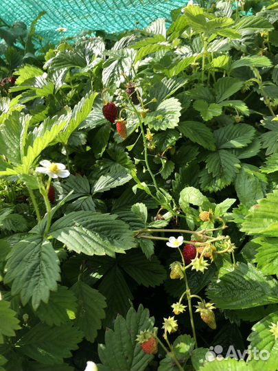 Земляника клубника