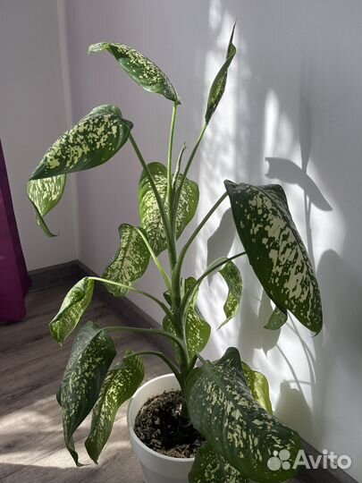 Диффенбахия