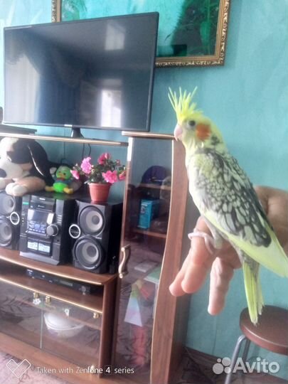 Попугай корелла