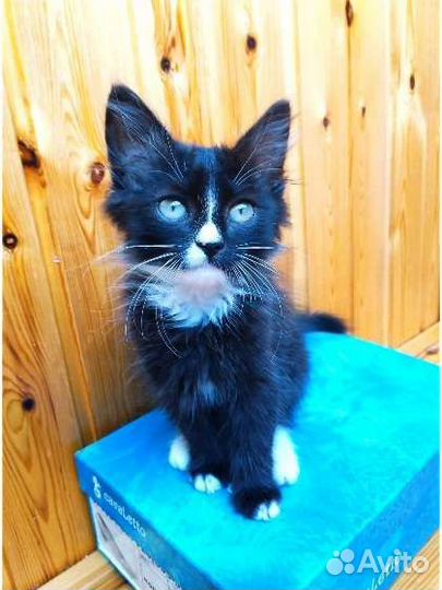 Котёнок 2 мес, мальчик