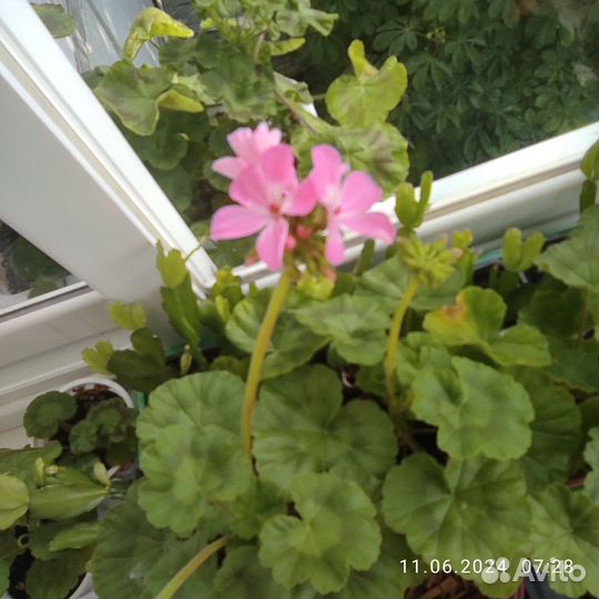 Комнатные растения