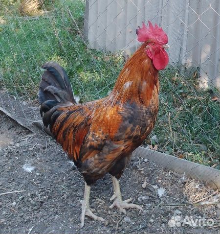 Молодые петухи