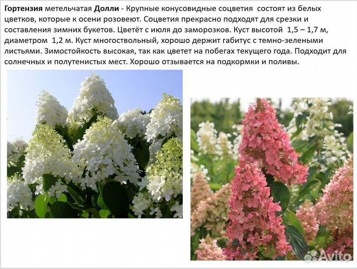 Гортензии различных сортов