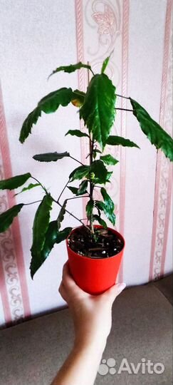 Гибискус купера