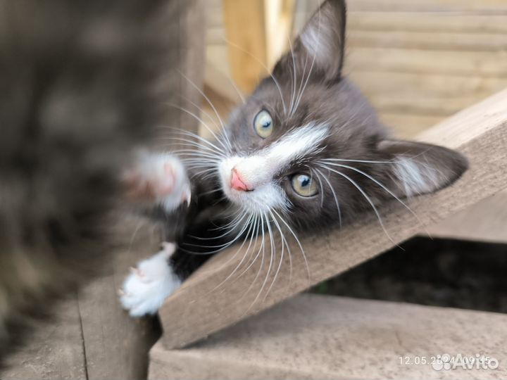 Котёнок девочка