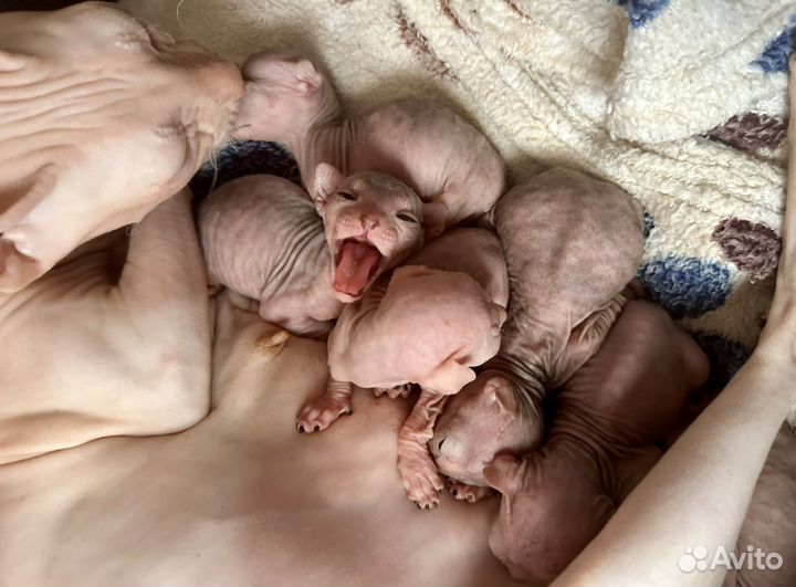 Донской сфинкс