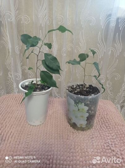 Комнатные растения