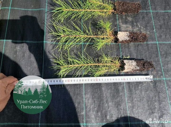 Сеянцы зкс Сосна Ель Лиственница окс Голуб Горн