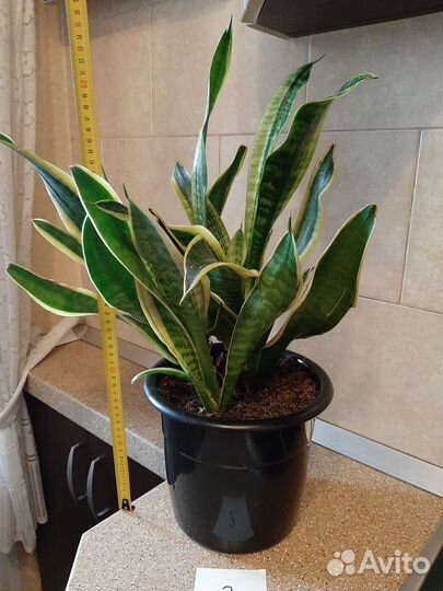 Комнатные растения