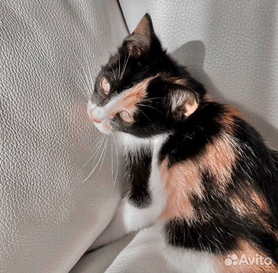 Трехцветный котенок