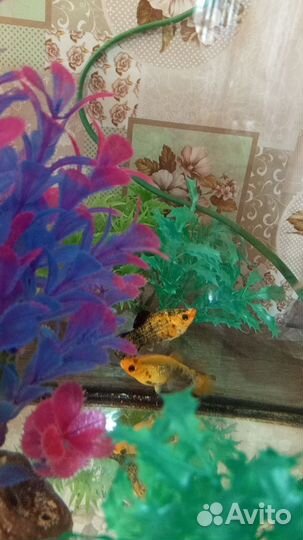 Аквариумные рыбки