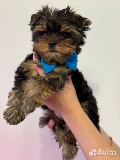 Передержка собак