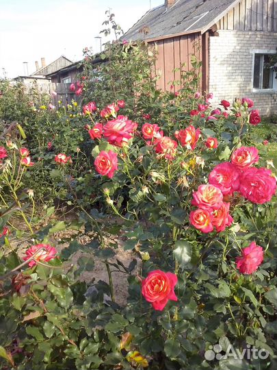 Садовые цветы