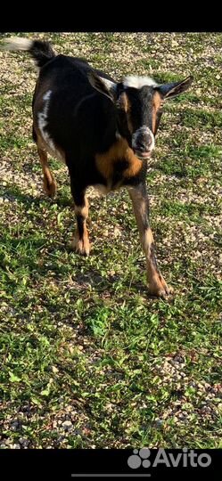 Камеруно - нигерийские козлята