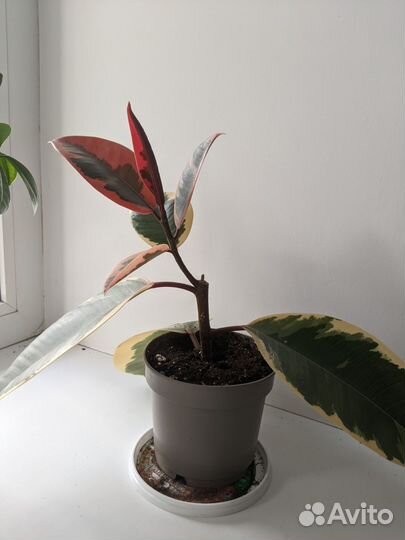 Фикус эластика тинеке