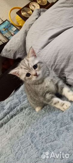 Шотландские котята